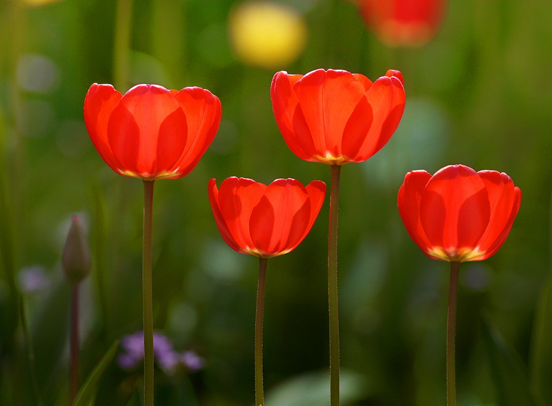 Blume DDD_3640 Kopie.jpg   26.04.jpg